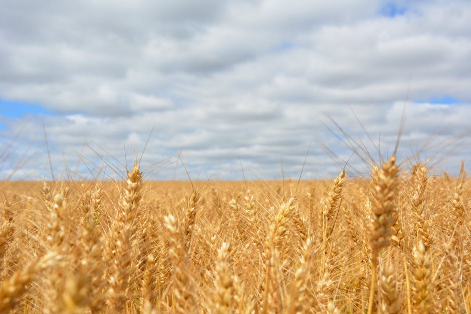 Anzahl Goldwürfel auf der Welt