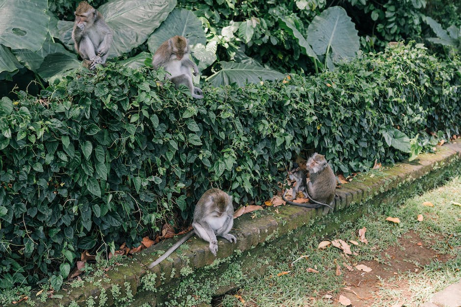  Anzahl Affen auf Welt