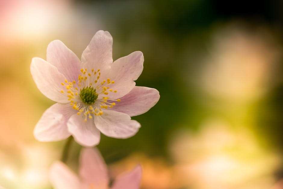 Anzahl der Blumenarten auf der ganzen Welt