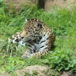 Anzahl der geschützten Jaguars auf der Welt