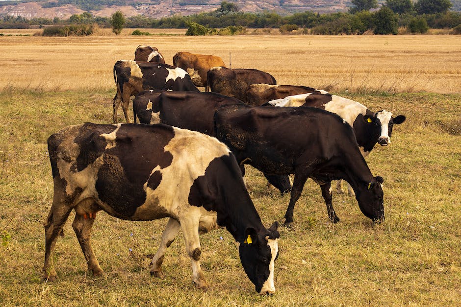  Weltweite Anzahl milchproduzierender Kühe