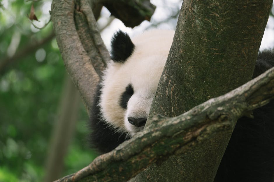  Anzahl der Pandas auf der Welt