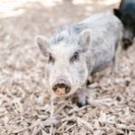 Anzahl Schweinerassen auf der Welt