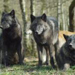 Anzahl Wölfe auf Welt