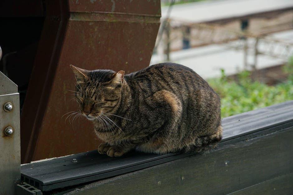  Größte Raubkatze der Welt