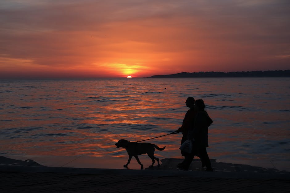  Stärkster Hund der Welt