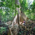 Größter Baum der Welt: Welche Länge hat er?