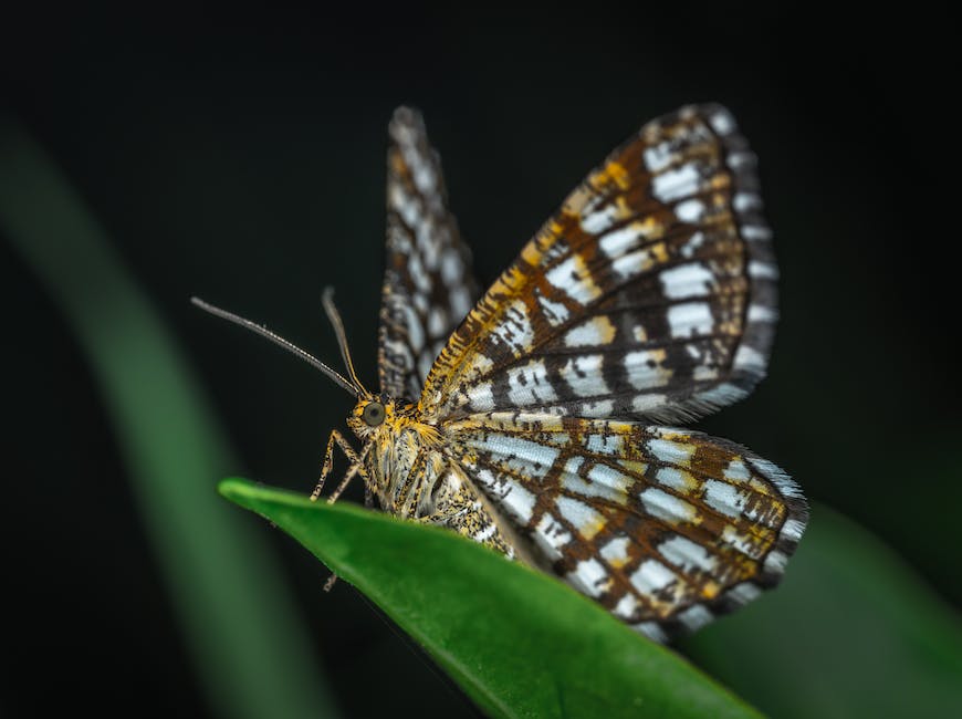 Größter Schmetterling der Welt – Größe und Fakten
