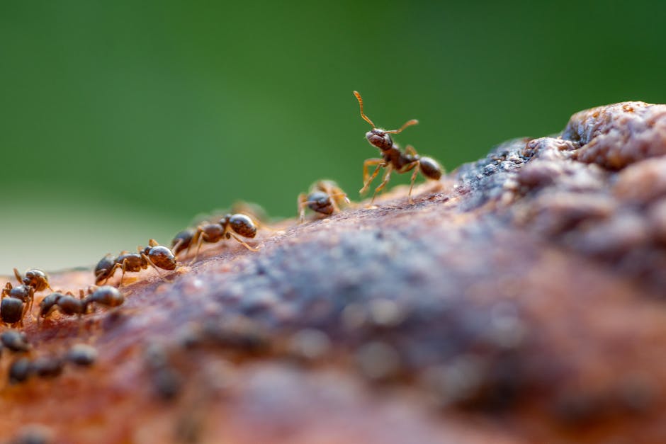  Größte Ameise der Welt - Größe und Fakten
