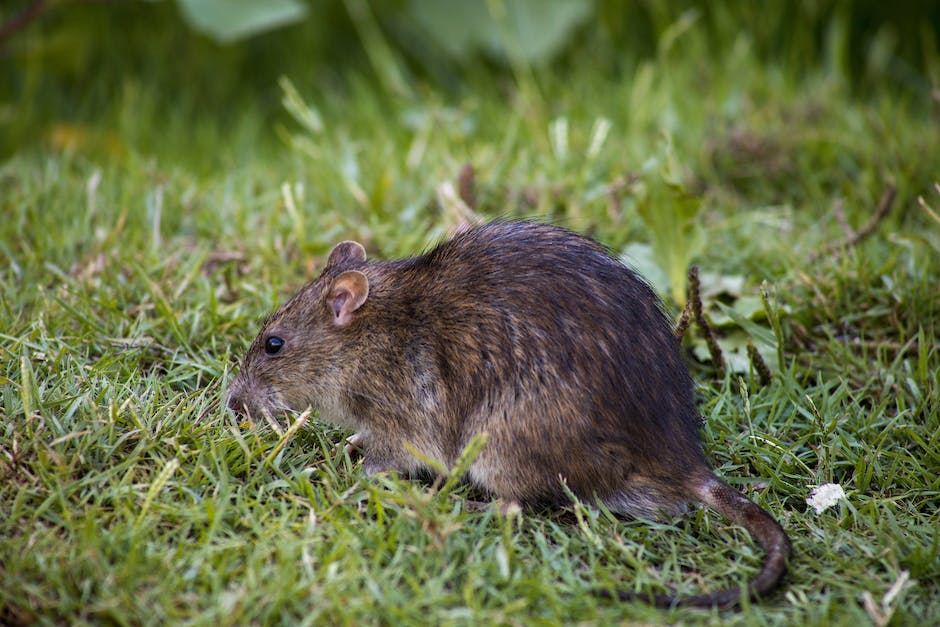  Größte Ratte der Welt: Mauswiesel