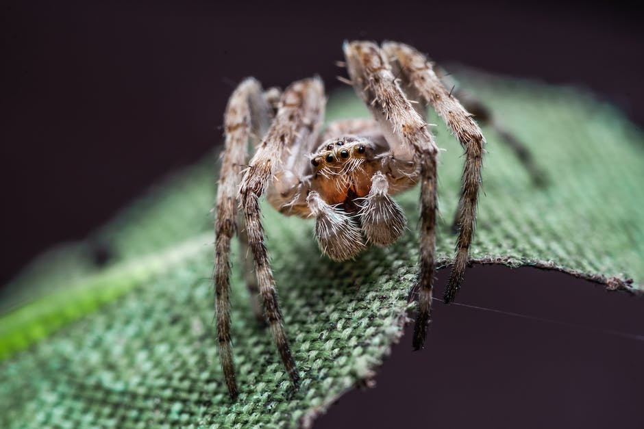 Größte Spinne der Welt: Stats, Größe und mehr
