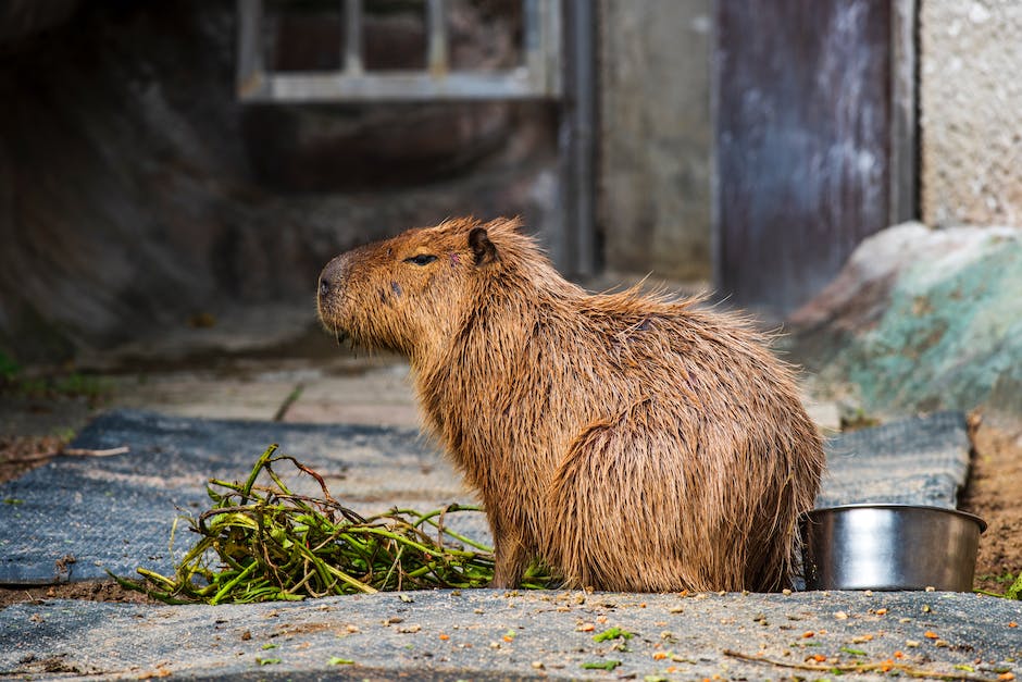 Größtes Nagetier der Welt - Capybara