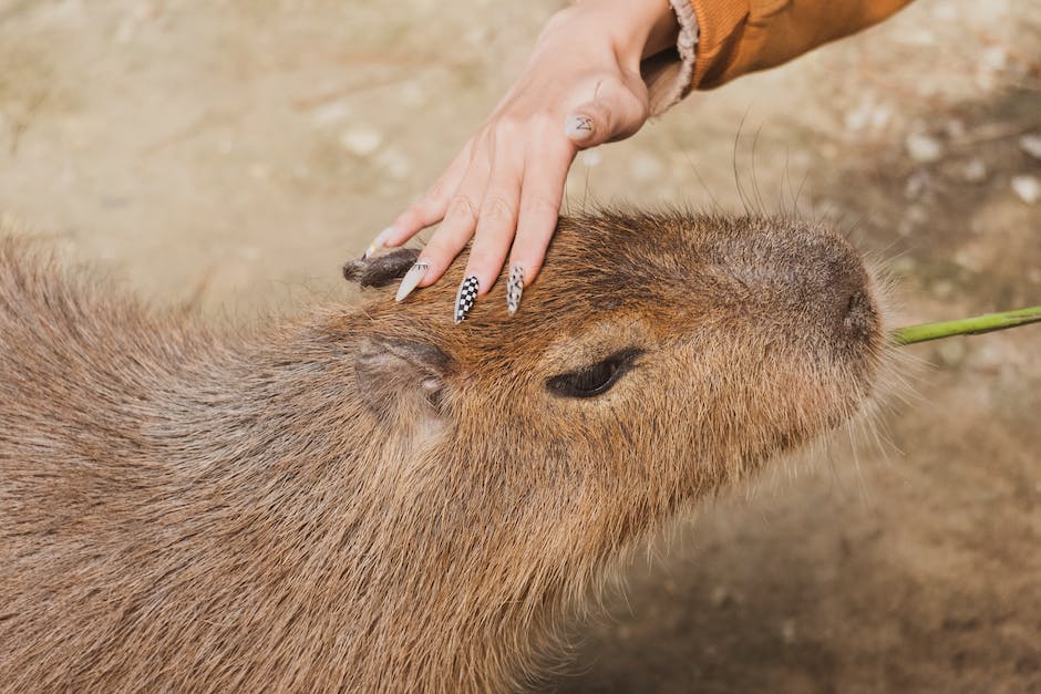 Größtes Nagetier der Welt: Capybara