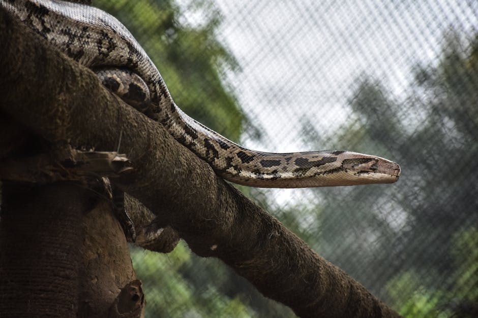 Größte Schlange der Welt: Anaconda