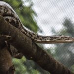 größte Schlange der Welt- Anaconda